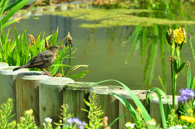 23 06 15_5161_edited-1.jpg - HENGISTBURY HEAD VISITNG CENTRE, EAST DORSET - 23.6.15